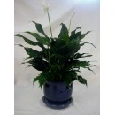 Peace Lily